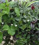 #11 Premium Hanging Baskets