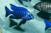 Copadichromis Azureus