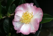 Apple Blossom Autumn Camellia