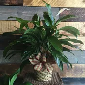 Peaceful Spathiphyllum, Large