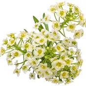 Alyssum, Carpet of Snow