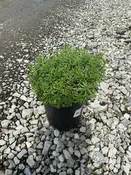 Alexander's White Candytuft
