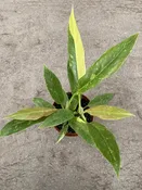4″ Philodendron Ring of Fire