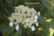 Hydrangea Arborescens Green Dragon