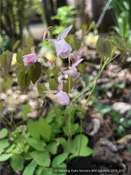 Epimedium x youngianum 'Baby Doll Pink', Barrenwort