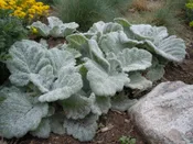 Salvia argentea Silver sage Biennial or short lived perennial Z 5-7