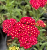 Achillea millefolium 'Strawberry Seduction'