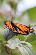 Butterfly (Blank Card)