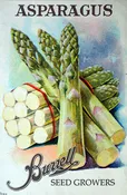 Asparagus – Mary Washington
