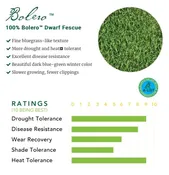 Bolero™ - 100% Bolero™ Dwarf Fescue — East Bay Nursery