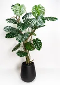 Monstera Tree