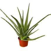 Aloe Vera – 6″ Pot