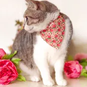 Made By Cleo Pretty in Peony Cat Bandana