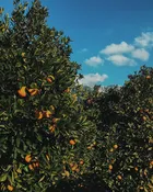 Citron and Mandarin — Pierpoint Candle Company
