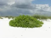 Beach Elder