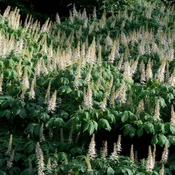 Aesculus parviflora  – Buckeye Bottlebrush