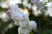 Beauty of Moscow Lilac