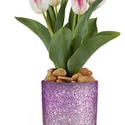Dreamy Tulip