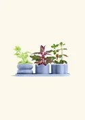 Cornflower Mini Planter Trio