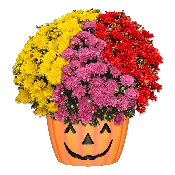12" Pumpkin Pot Mumbo Stellar #2