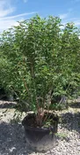 Acer ginnala 'Flame'