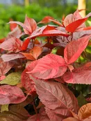 Macrophylla Sunset Shrub (acalypha sp.)