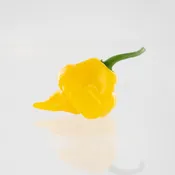 Trinidad Perfume Pepper Seeds