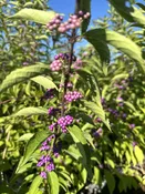 Callicarpa dichotoma 'Issai' — Shreckhise Nurseries