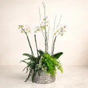 Double Orchid Garden
