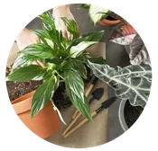 Florist Choice Plant
