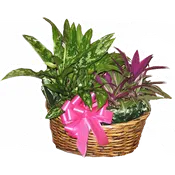 Basket Full of Plants