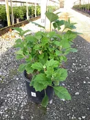 Alice Oakleaf Hydrangea