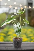 Alocasia Frydek Variegata — Wilson Plant Co