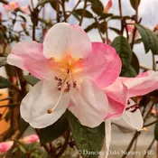 Rhododendron 'Coastal Spice'