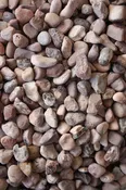 Beach Pebbles – Coral