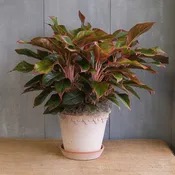 Aglaonema - Red Siam Chinese Evergreen