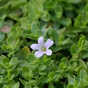 Brahmi