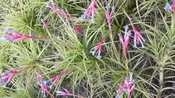Bromeliad Tillandsia aeranthos Major Exotic Tropical Air Plant