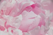 Sarah Bernhardt — Shop Now