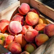 5-in-1 Peach Cocktail Tree