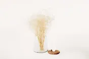 Acacia Lidded Glass Jar — EM Studio