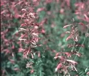 Agastache, Double Bubble Mint