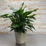 Peace Lily Indoor Houseplant