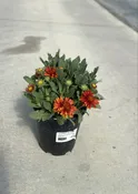 Blanket Flower, Arizona Redshades #1