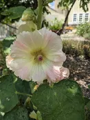 Alcea rosea Hollyhock BIENNIAL Z 4-9
