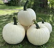 Abominable Pumpkin (Farmore)