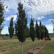 Carpinus caroliniana ’CCMTF2’ ~ Clarynette® American Hornbeam
