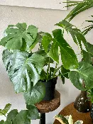 8 in. Premium — Viroqua Floral