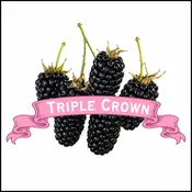 Blackberry Plants. Organic Triple Crown.