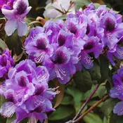 Abe Arnott Rhododendron
